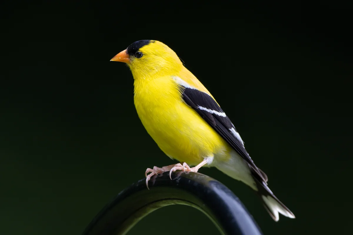 American Goldfinch in a licensed field photograph