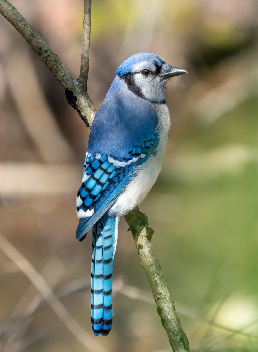 Blue Jay photograph, wing color revealed