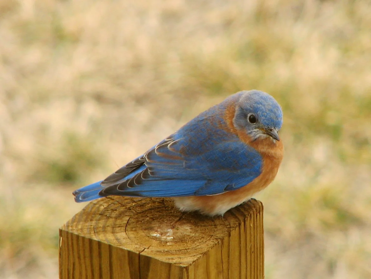 Eastern Bluebird in a licensed field photograph