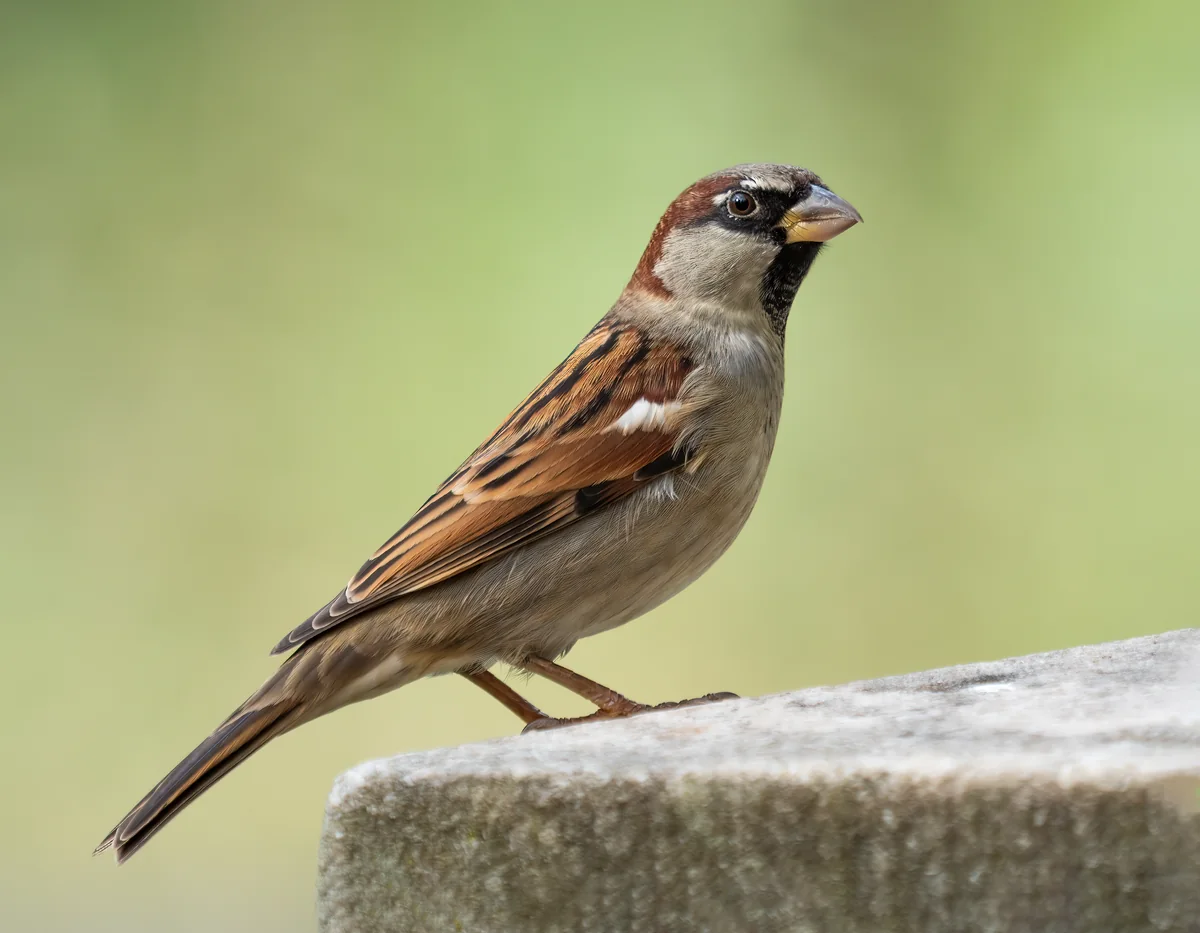 House Sparrow in a licensed field photograph