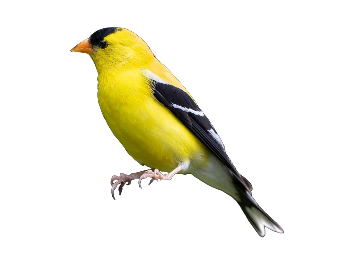 American Goldfinch photograph, color and field marks revealed