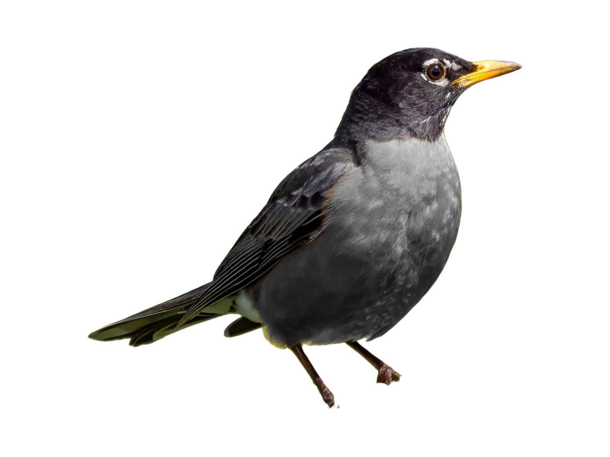 American Robin photograph, breast color neutralized for observation