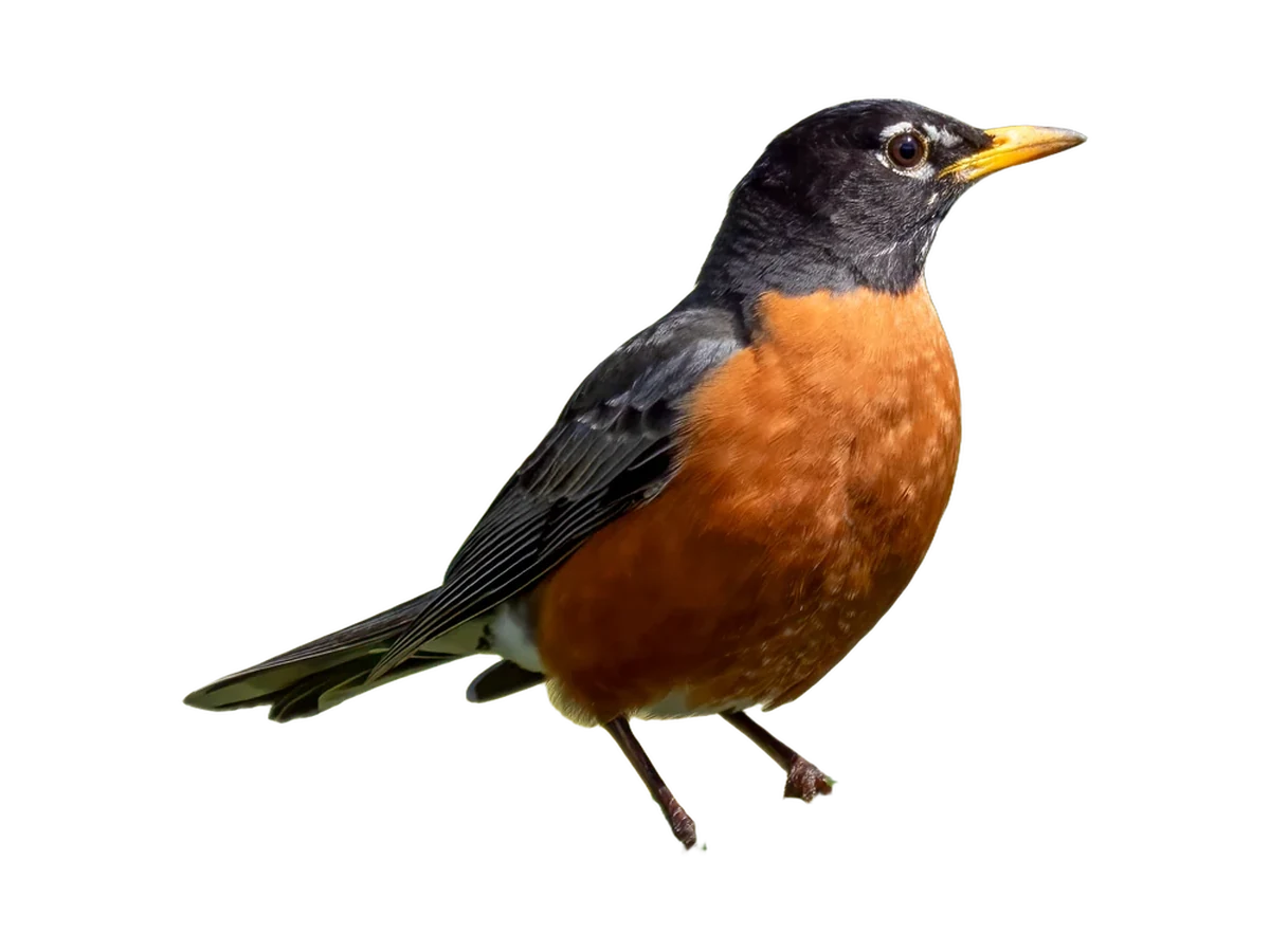 American Robin photograph, color and field marks revealed