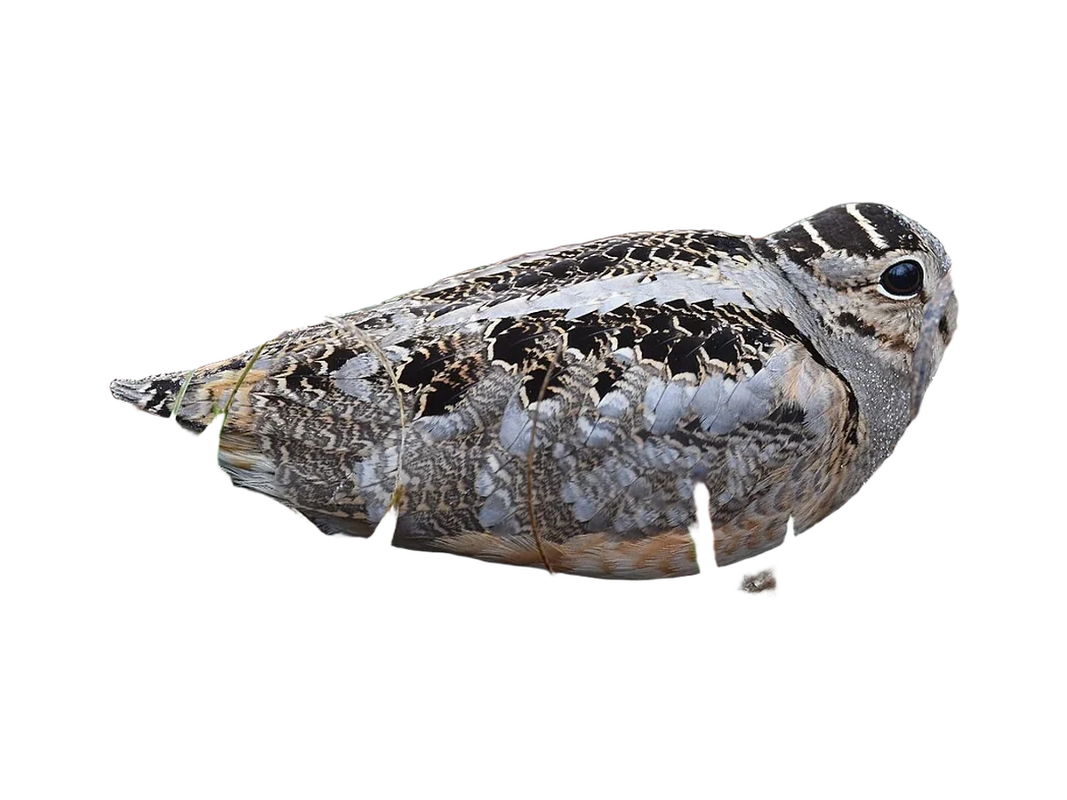 American Woodcock photograph, color and field marks revealed