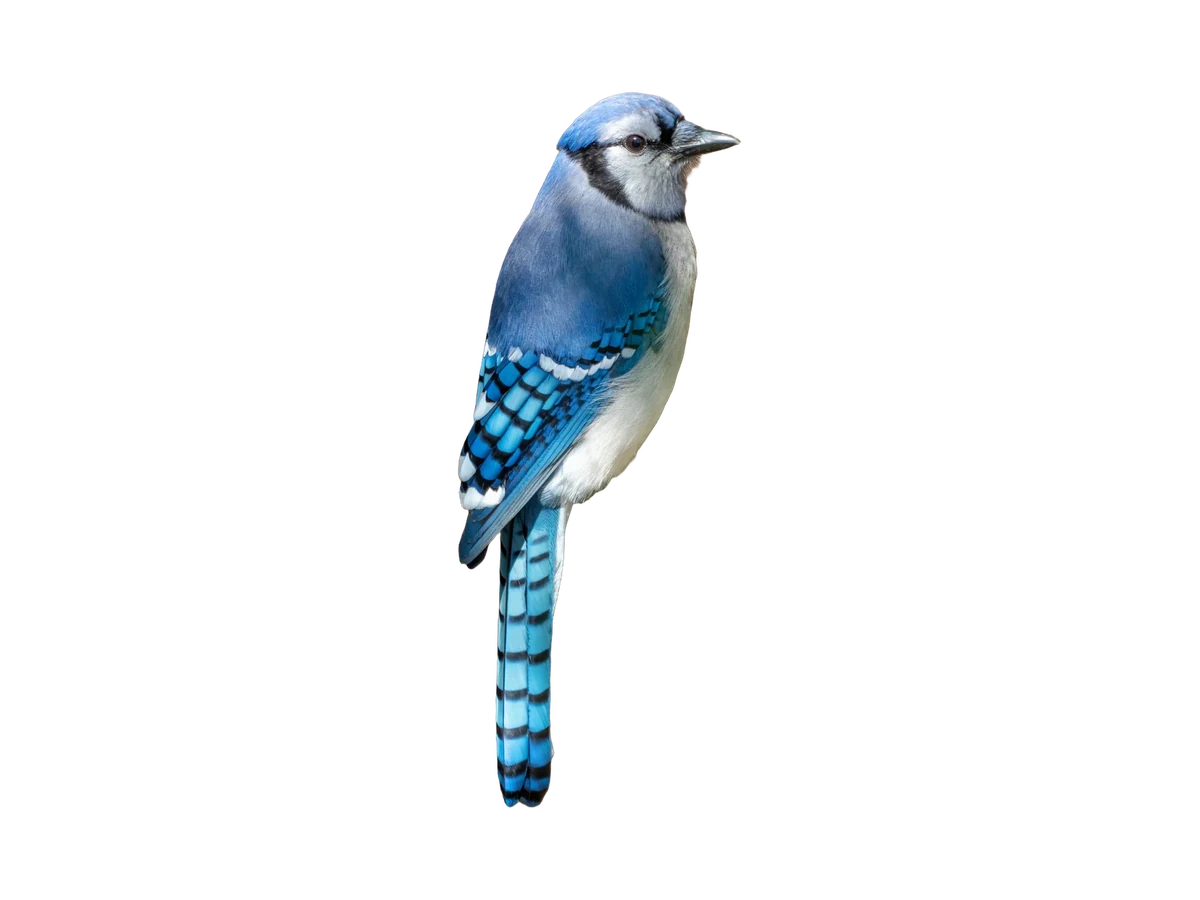 Blue Jay photograph, color and field marks revealed