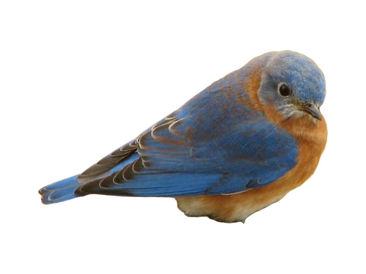 Eastern Bluebird photograph, color and field marks revealed