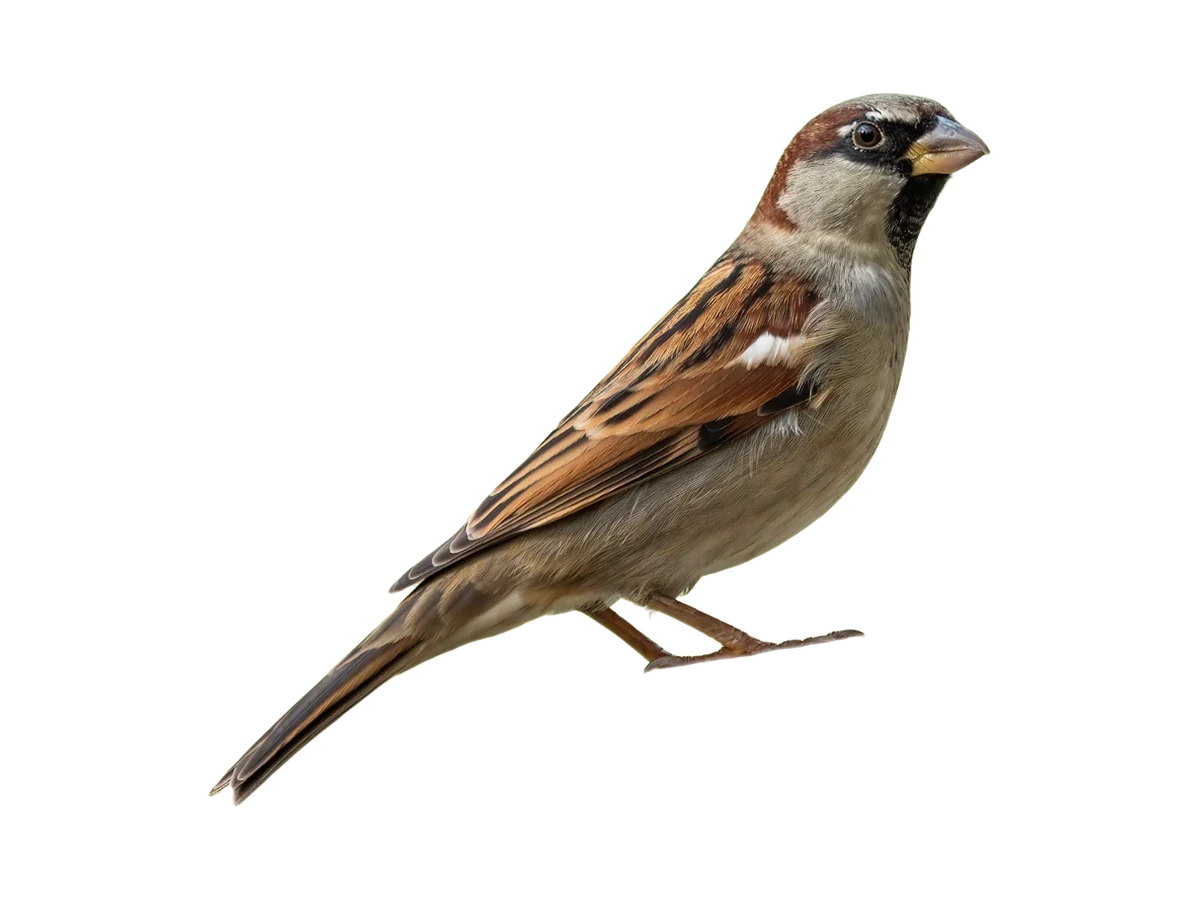 House Sparrow photograph, color and field marks revealed