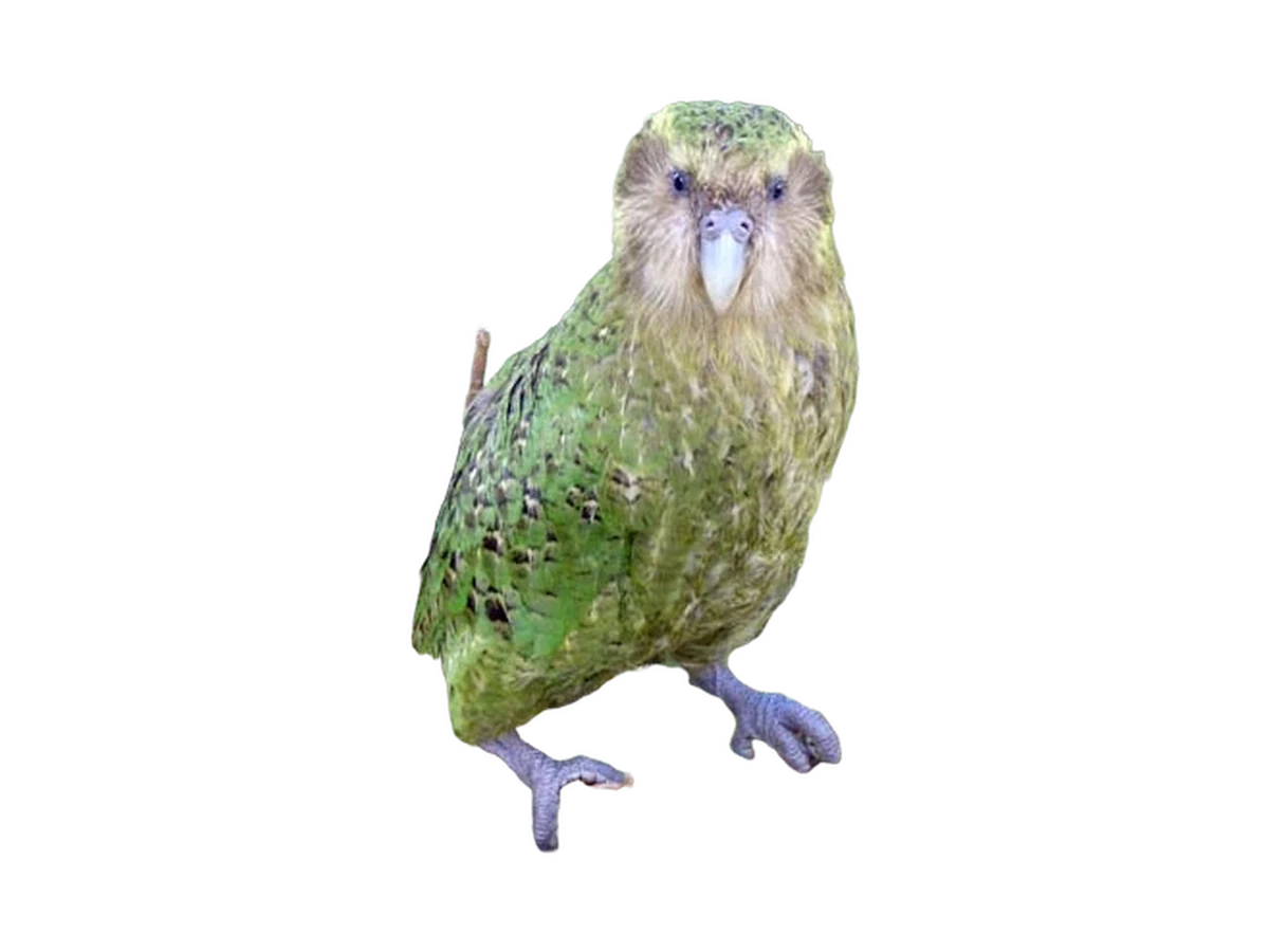 Kākāpō photograph, color and field marks revealed