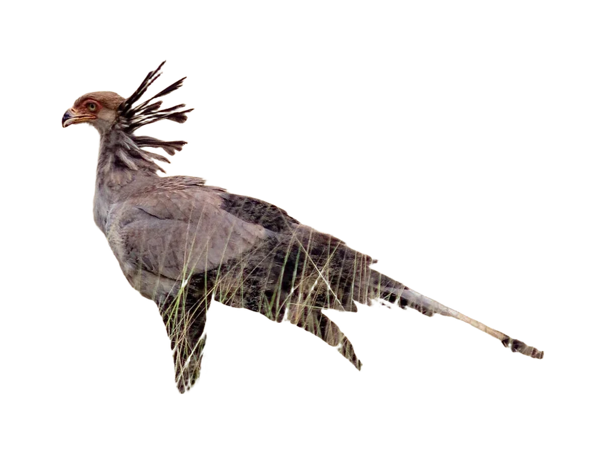 Secretarybird photograph, color and field marks revealed