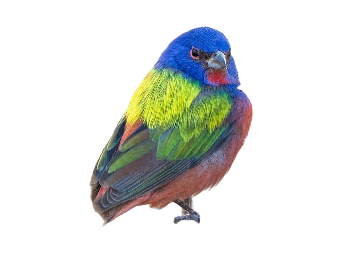 Painted Bunting photograph, color and field marks revealed