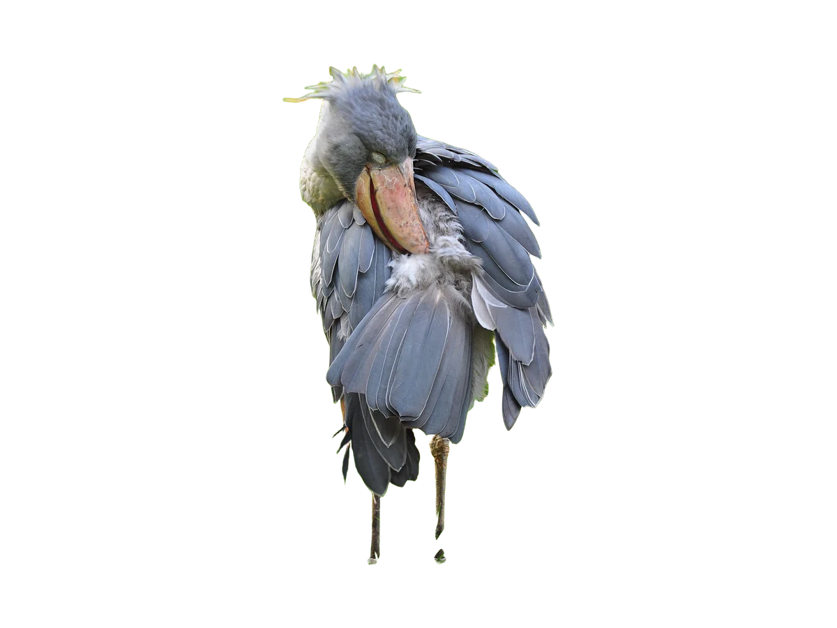 Shoebill photograph, color and field marks revealed