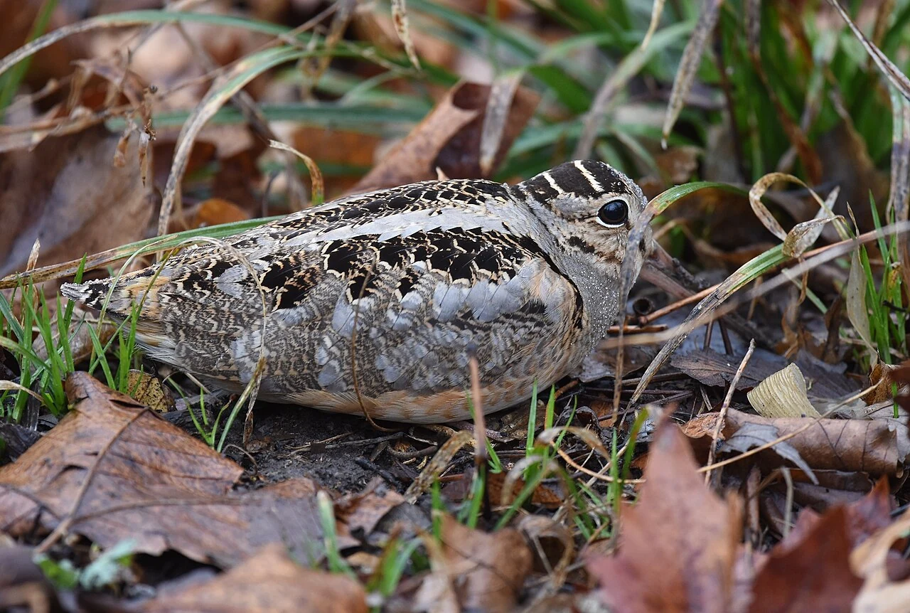 American Woodcock in a licensed field photograph