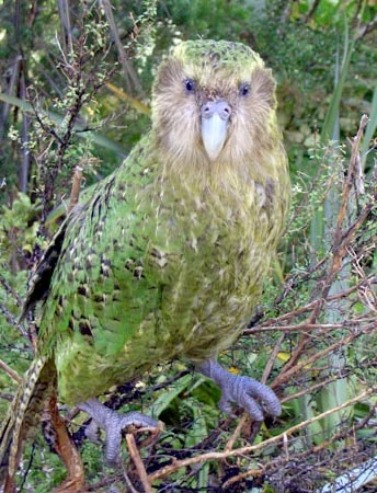 Kākāpō in a licensed field photograph
