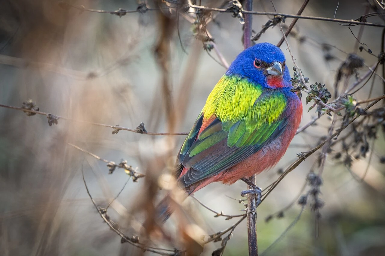 Painted Bunting in a licensed field photograph