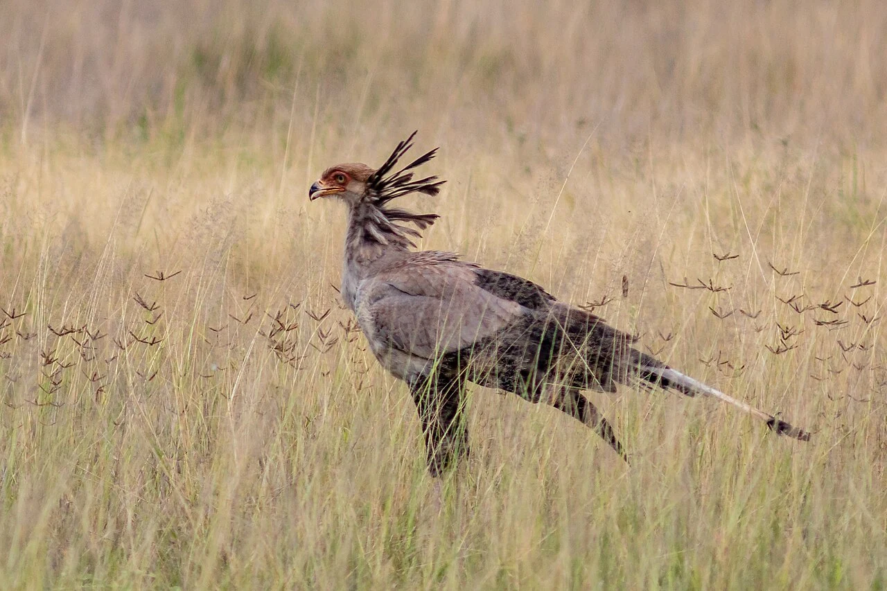 Secretarybird in a licensed field photograph