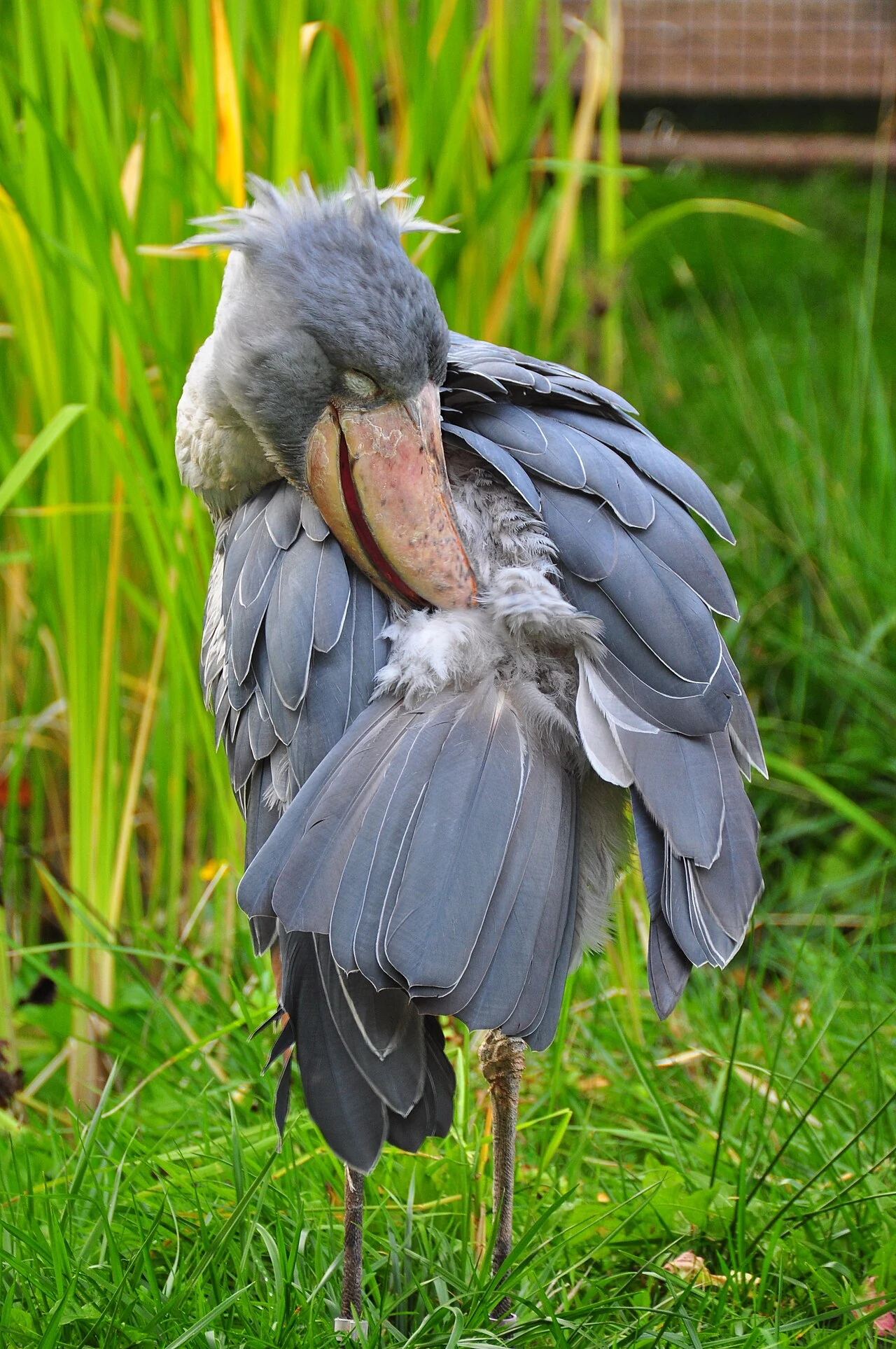 Shoebill in a licensed field photograph